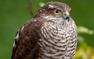 Small Birds of Prey in the UK: Fascinating Raptors to Look Out For