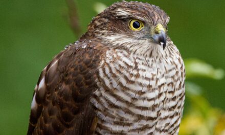 Small Birds of Prey in the UK: Fascinating Raptors to Look Out For