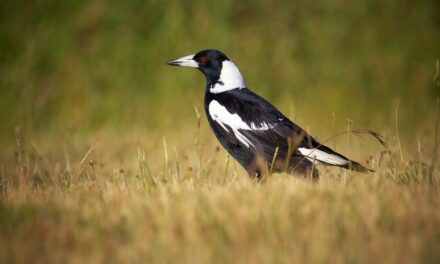 The Meaning of Five Magpies: A Dive into Symbolism and Folklore