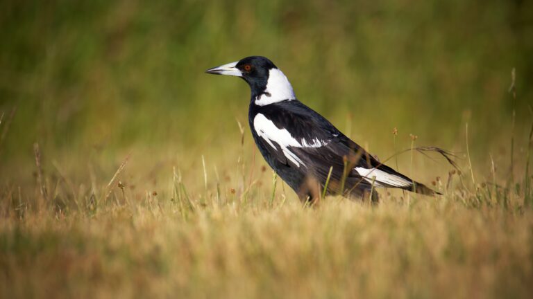 magpies
