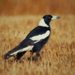 The Meaning Behind Seeing Eight Magpies