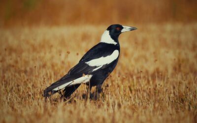 The Meaning Behind Seeing Eight Magpies