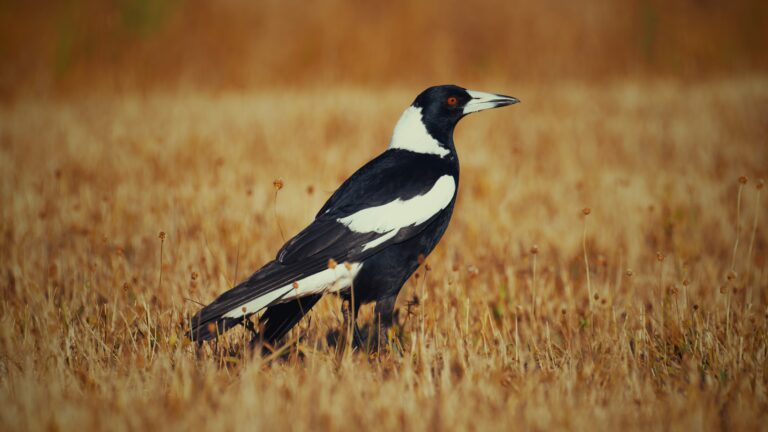 magpie