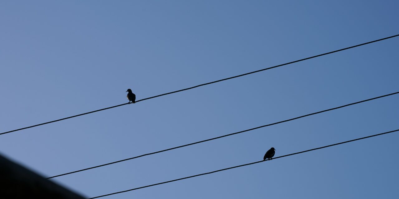 Four Magpies: The Meaning Behind Seeing Them