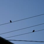 Four Magpies: The Meaning Behind Seeing Them