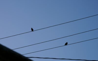 Four Magpies: The Meaning Behind Seeing Them