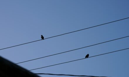 Four Magpies: The Meaning Behind Seeing Them