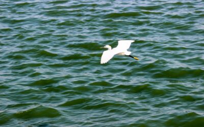 Top Spots for Spotting Egrets in the UK: A Birdwatcher’s Guide