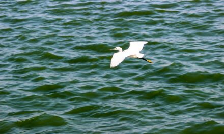 Top Spots for Spotting Egrets in the UK: A Birdwatcher’s Guide