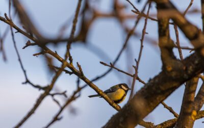 What Do Great Tits Eat? A Dive Into Their Diet and Feeding Habits