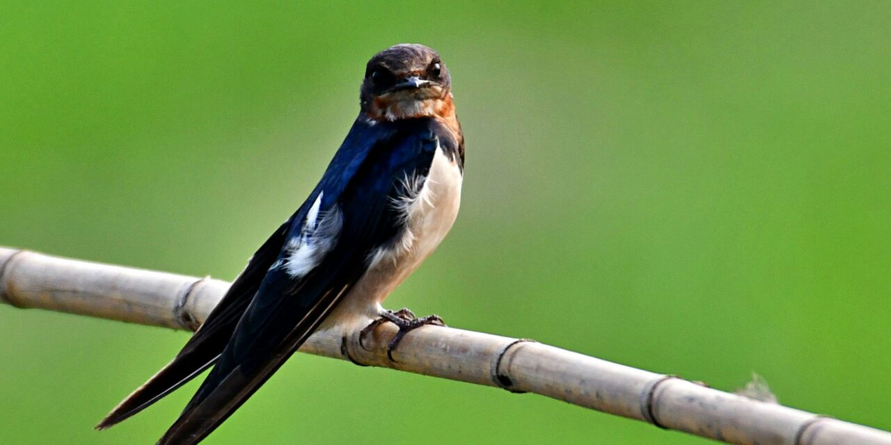 Are Swallows Declining in the UK? Population & Conservation