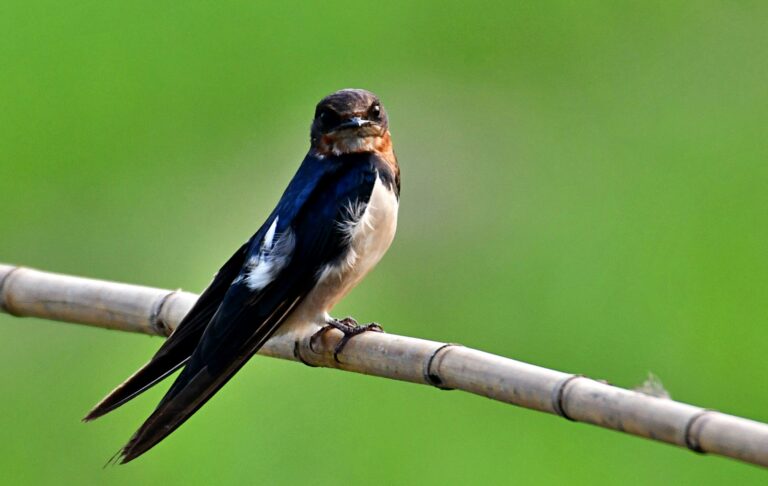swallow on branch