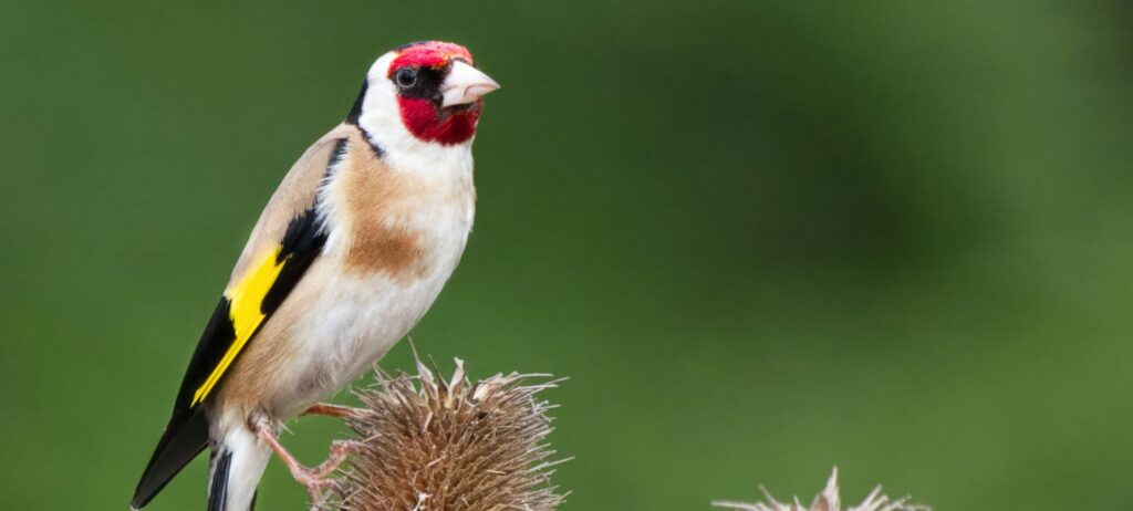 goldfinch