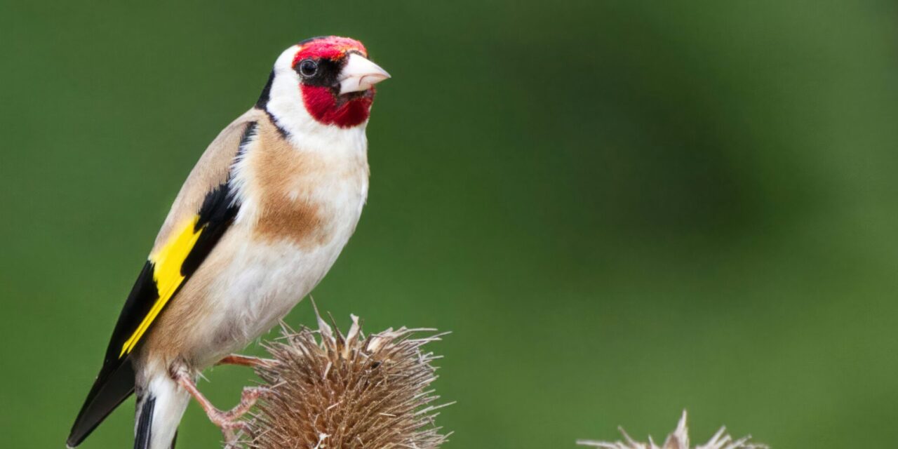 American Goldfinch vs. European Goldfinch: Key Differences