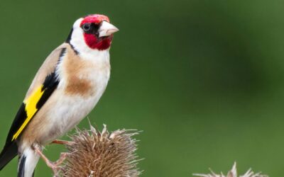 American Goldfinch vs. European Goldfinch: Key Differences