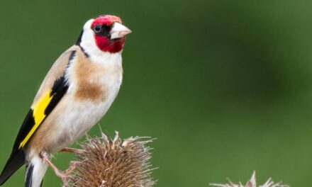 American Goldfinch vs. European Goldfinch: Key Differences