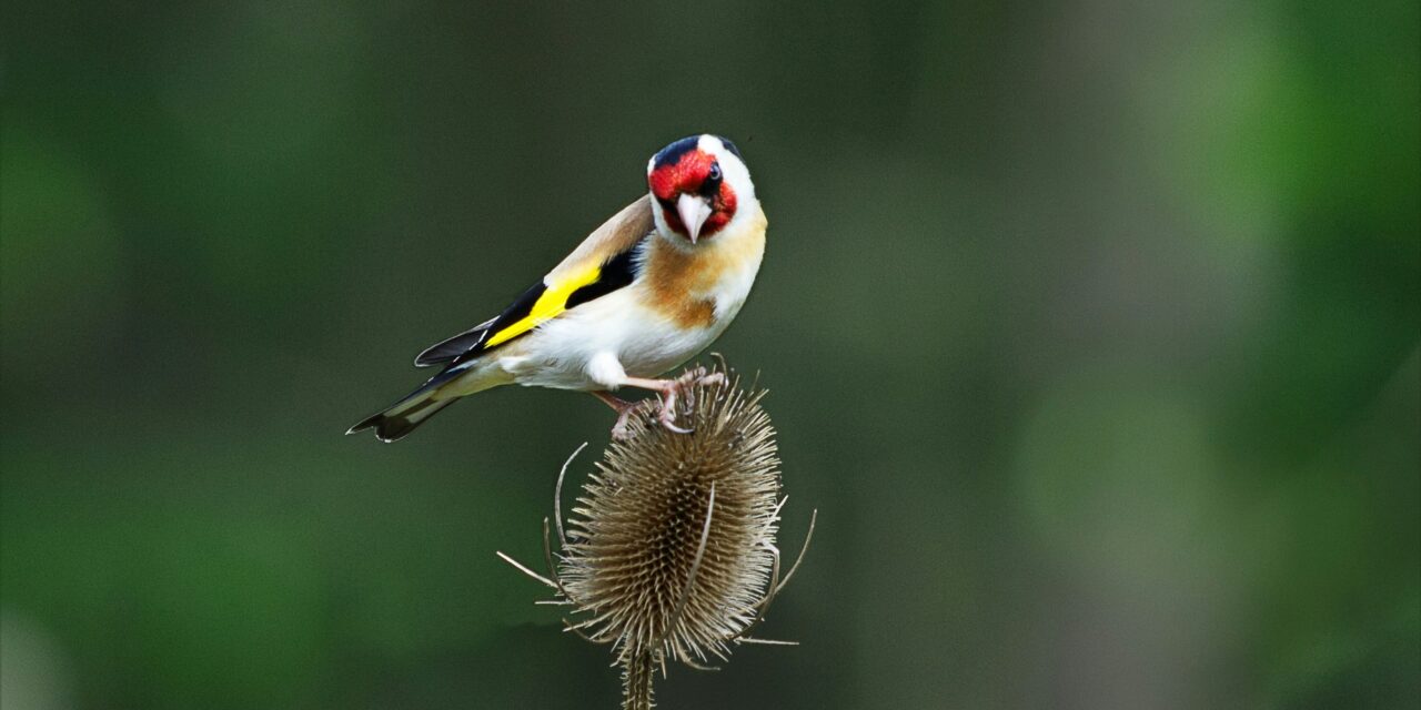 The Social Life of Goldfinches: Flocking, Mating, and Nesting Habits