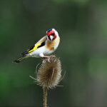 The Social Life of Goldfinches: Flocking, Mating, and Nesting Habits