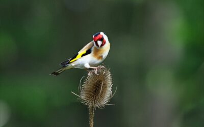 The Social Life of Goldfinches: Flocking, Mating, and Nesting Habits