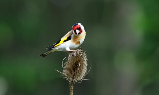 The Social Life of Goldfinches: Flocking, Mating, and Nesting Habits