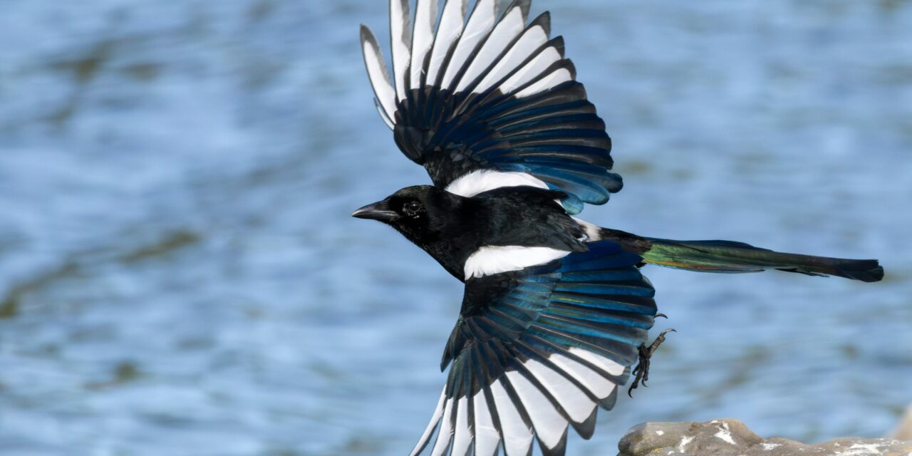 The Meaning Behind Seeing 10 Magpies: A Dive Into This Omen