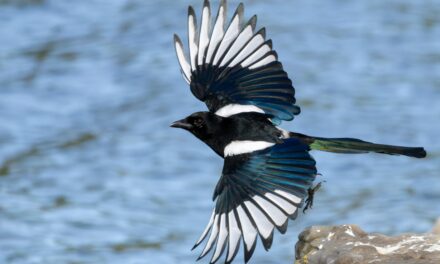 3 Magpies Meaning: Symbolism, Superstition, and Spiritual Significance