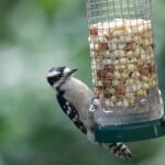 The Complete Guide to Bird Food: Seasonal & Species-Specific Diets