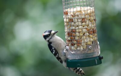 The Complete Guide to Bird Food: Seasonal & Species-Specific Diets