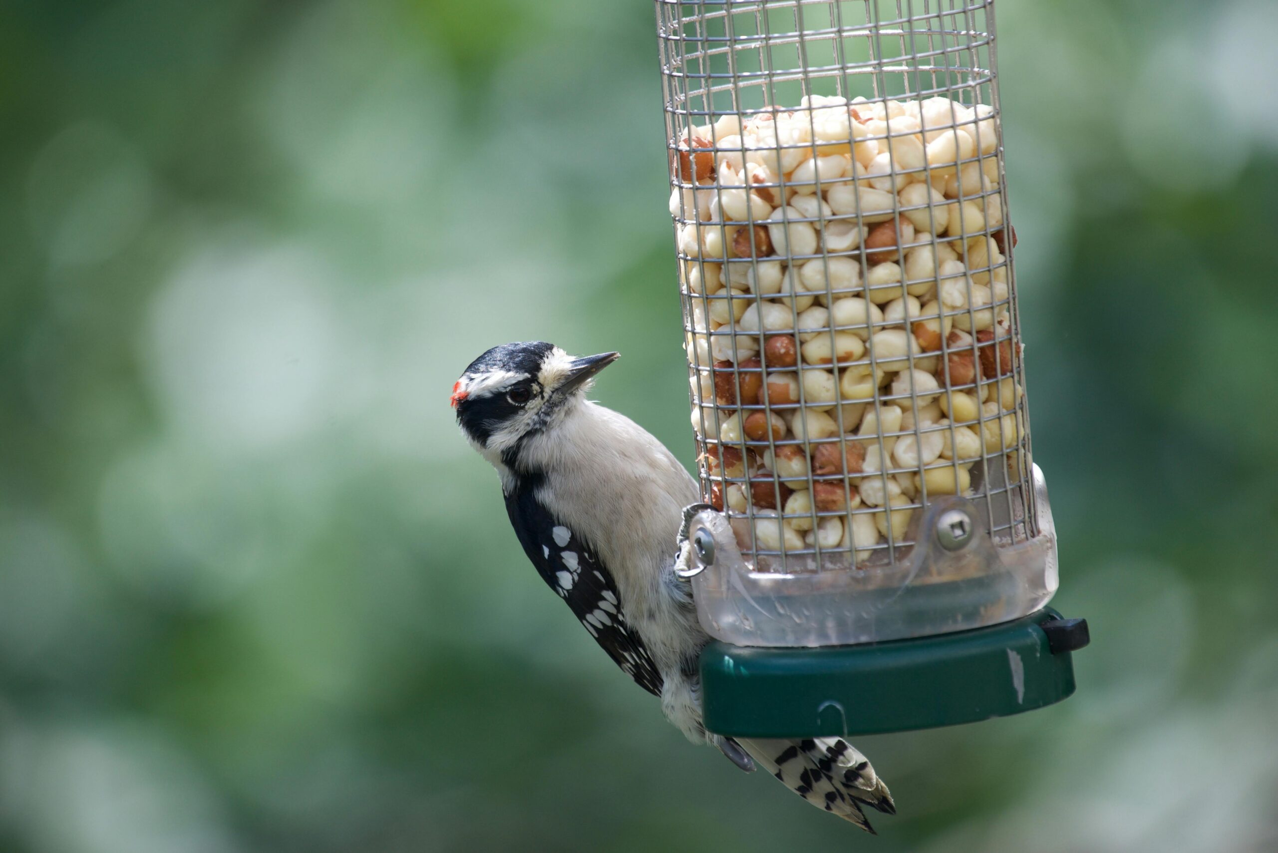 Bird Feeding Guide