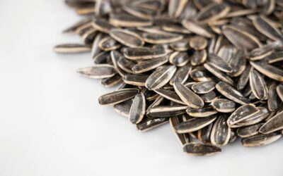 Sunflower Seeds for Birds: Which Species Love Them