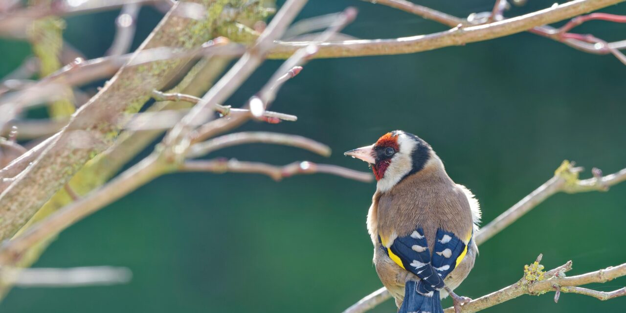 Why Do Goldfinches Migrate? Understanding Their Patterns