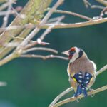 Why Do Goldfinches Migrate? Understanding Their Patterns