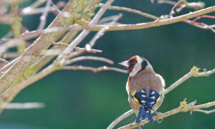 The Impact of Climate Change on Goldfinch Populations