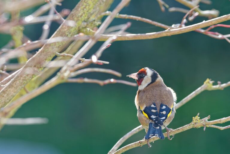 Goldfinch Guide