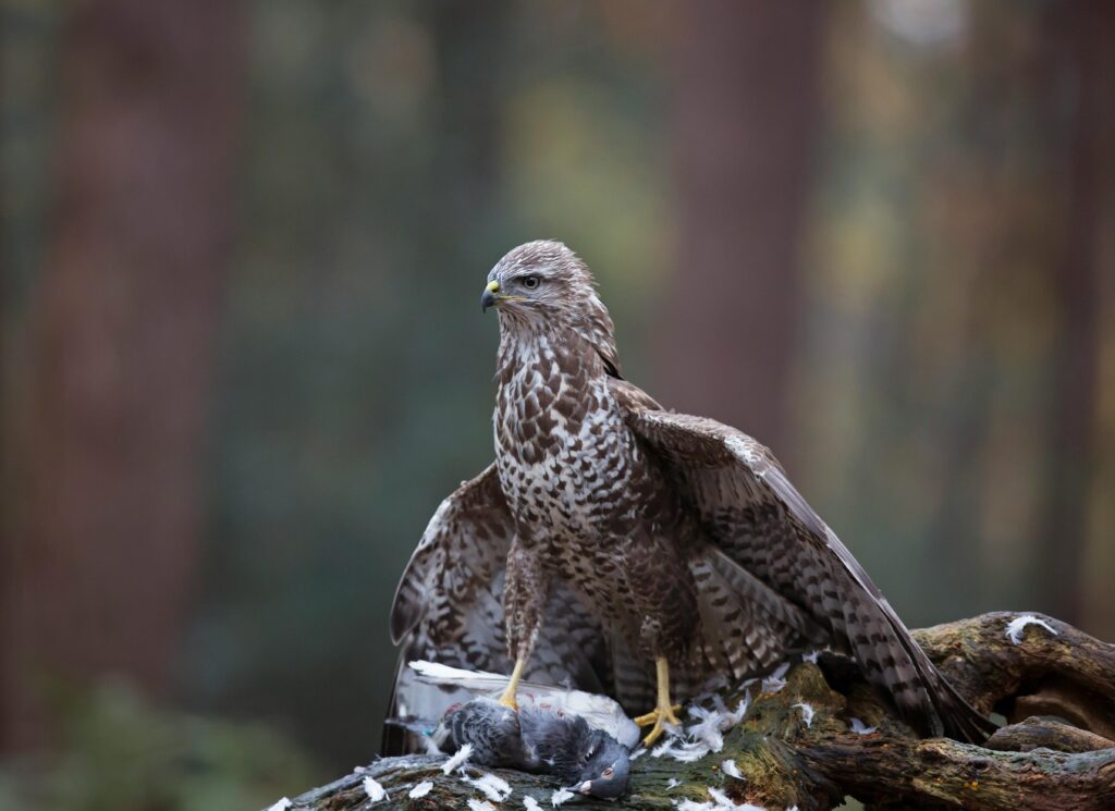 Buzzards Feeding