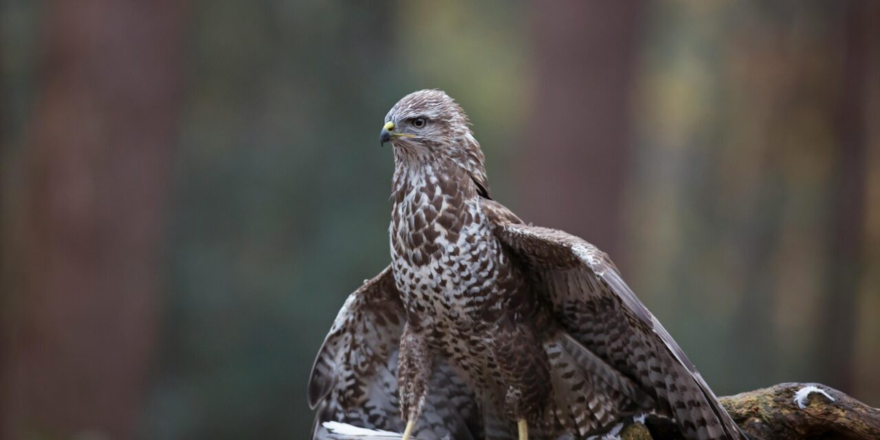 Urban Buzzards: How These Raptors Adapt to Human Landscapes