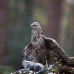 What Do Common Buzzards Eat? A Deep Dive into Their Diet