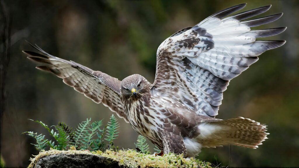 Common Buzzard