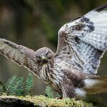 The Life Cycle of the Common Buzzard: From Nestling to Predator