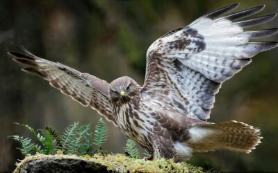 The Life Cycle of the Common Buzzard: From Nestling to Predator