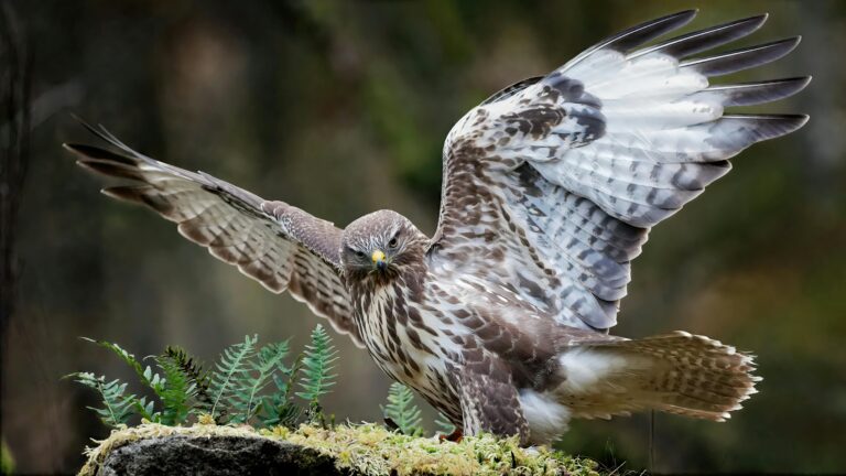 Common Buzzard
