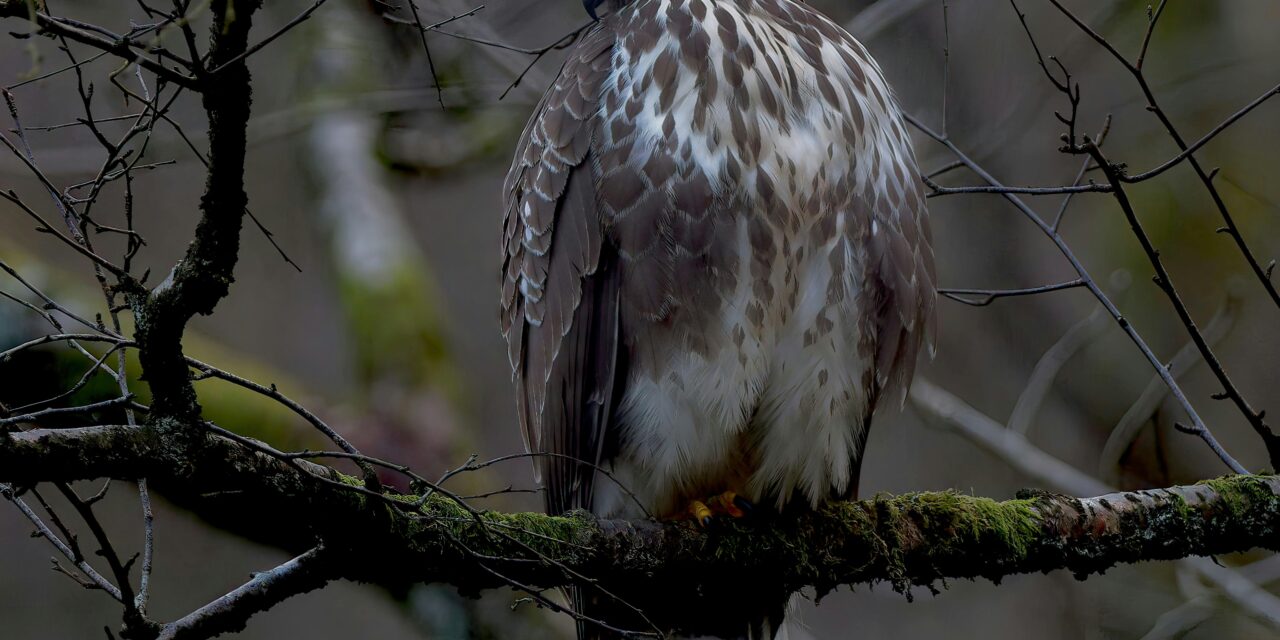 Do Buzzards Mate for Life? Understanding Their Breeding Behaviour