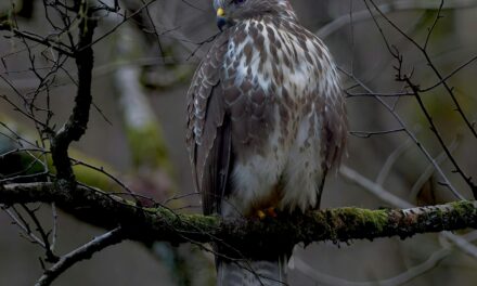 Do Buzzards Mate for Life? Understanding Their Breeding Behaviour