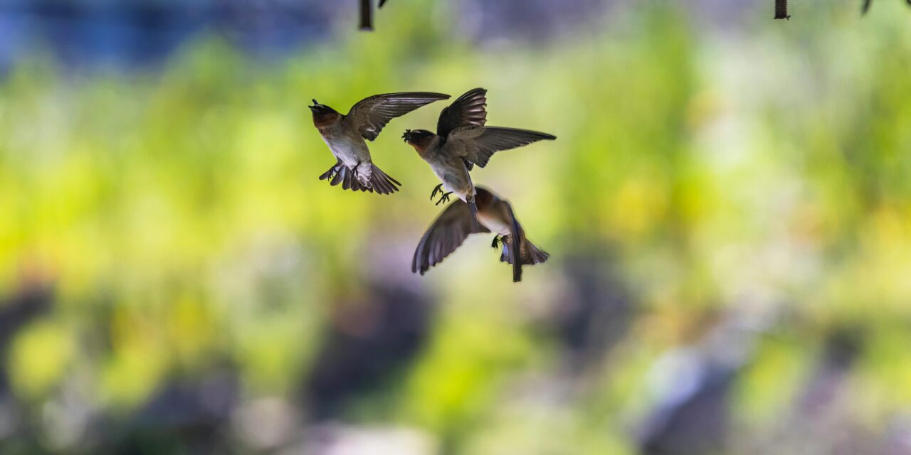 The Journey of Swallows: Key Stages of Migration