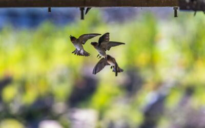 The Journey of Swallows: Key Stages of Migration