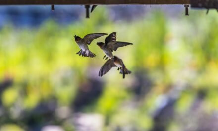 The Journey of Swallows: Key Stages of Migration