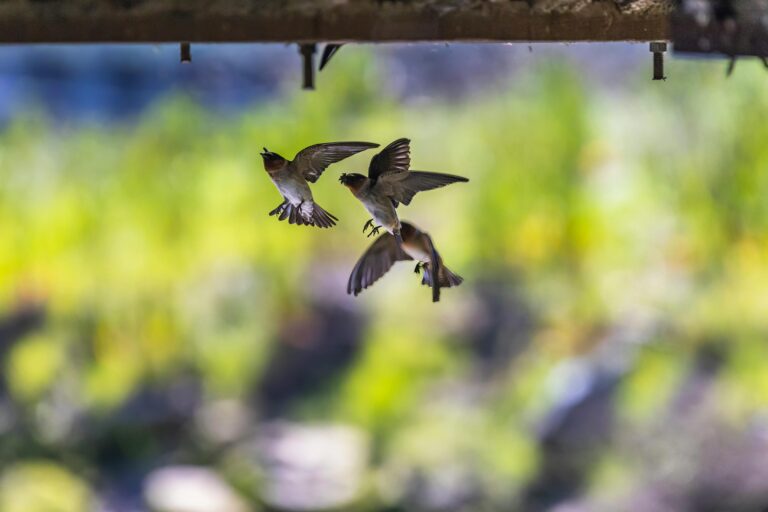 Swallows Feeding