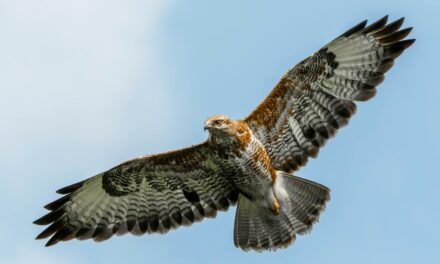 Buzzards in Mythology and Folklore: Legends, Symbols, and Cultural Beliefs