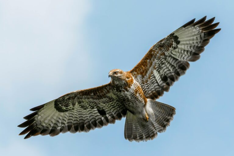 Buzzard Folklore