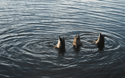 What Do Ducks Eat? Understanding Their Natural Diet